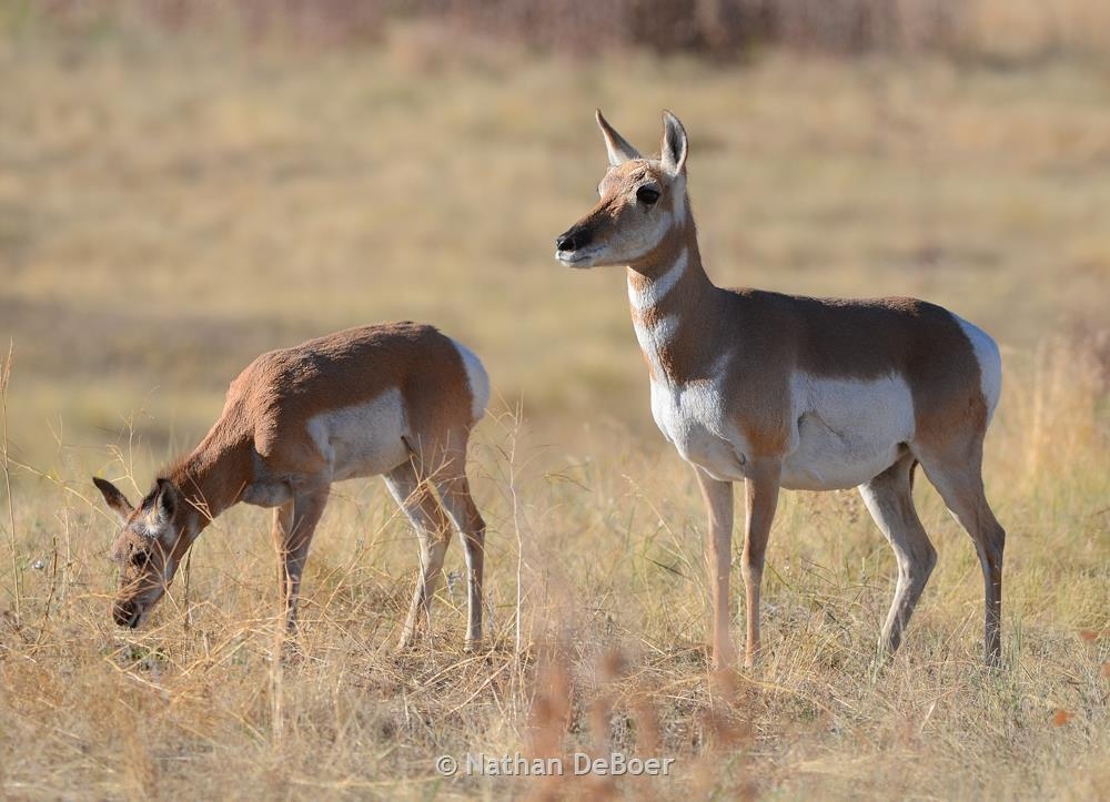 Proposed Changes Would Split FWP Region 7 Antelope Hunting District In ...